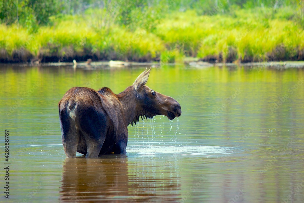 moose takes a refreshing dip on a hot summer day moose takes a refreshing dip on a hot summer day