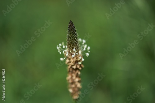 grass in the wind