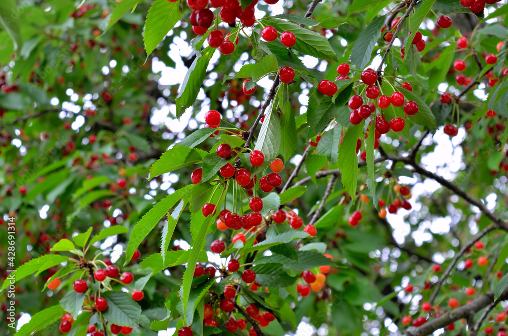 Red sweet cherries ripen in the garden. Harvest berries in the summer season