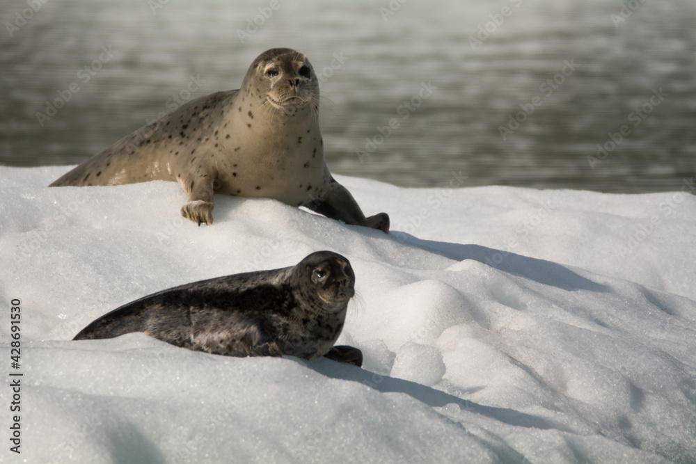 Obraz premium Seal mother & young pup
