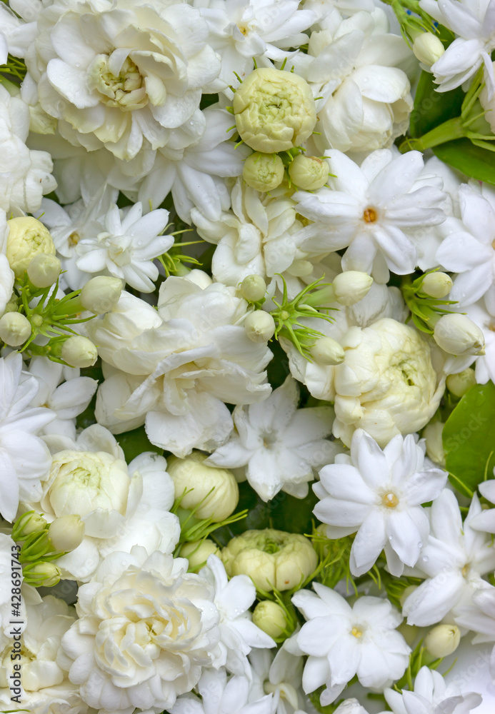 Fototapeta premium White jasmine flowers