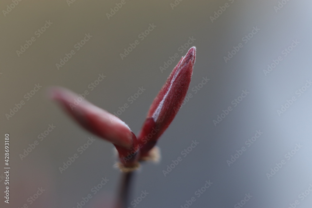 Fototapeta premium bud of a flower