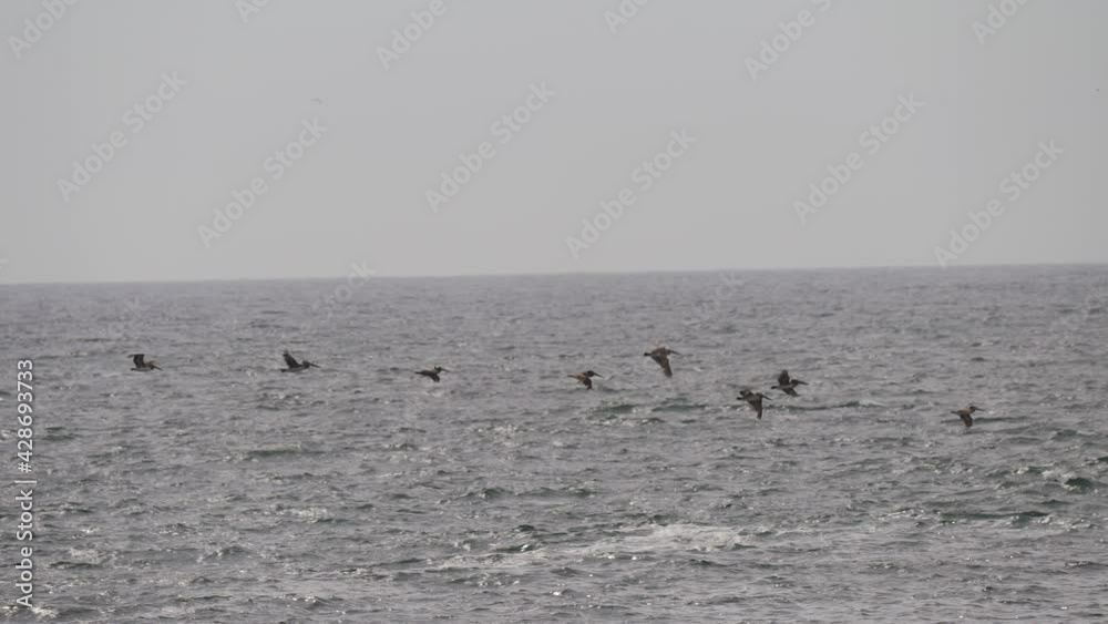 This slow motion video shows a flock of pelicans fling over serene ocean waters in the distance.