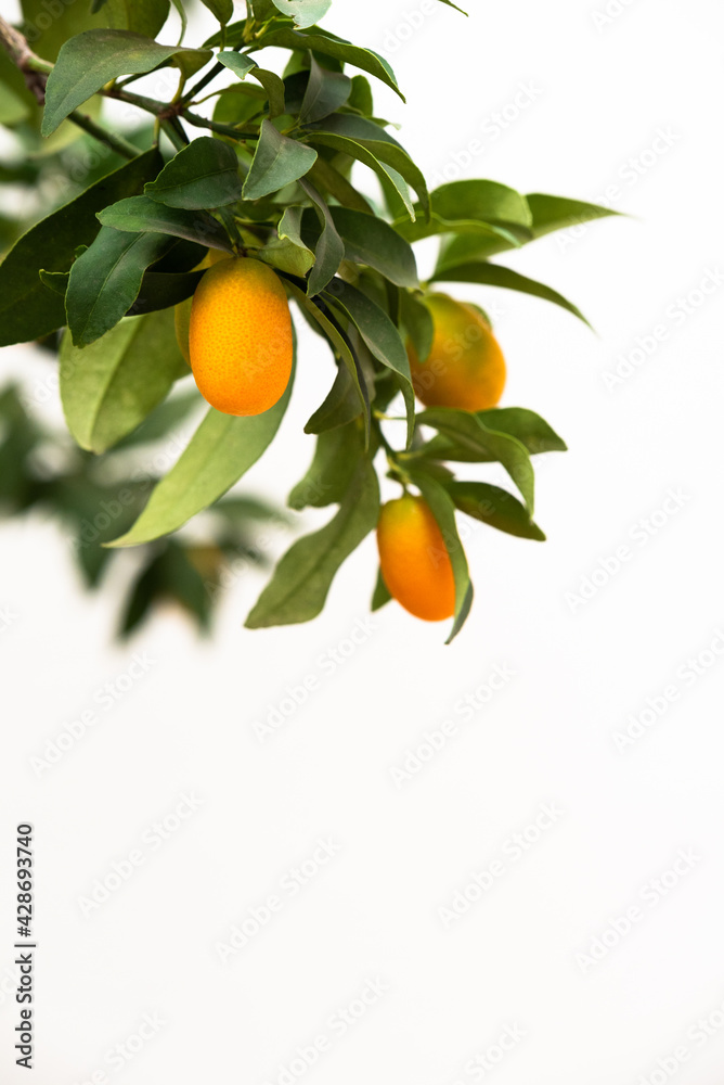 Kumquat fruit hanging on a branch of the tree with a white background. Vertical image with copy space. Vitamin C and immune boosting concept.