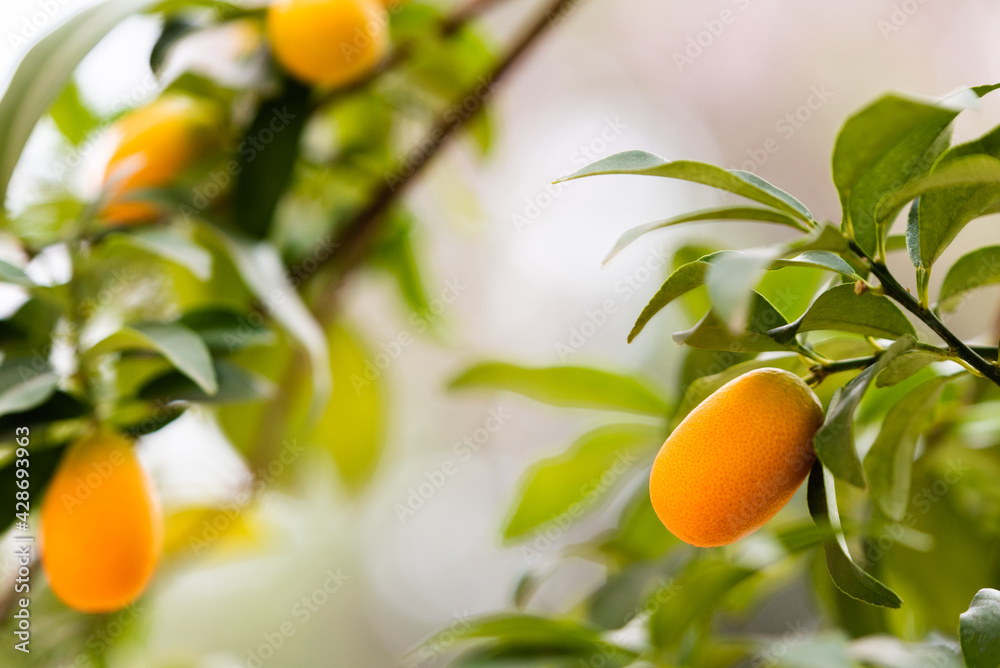 Selective focus of an exotic fruit known as kumquat and branches of the tree with a blurry background on bokeh. Vitamin C and immune boosting concept.