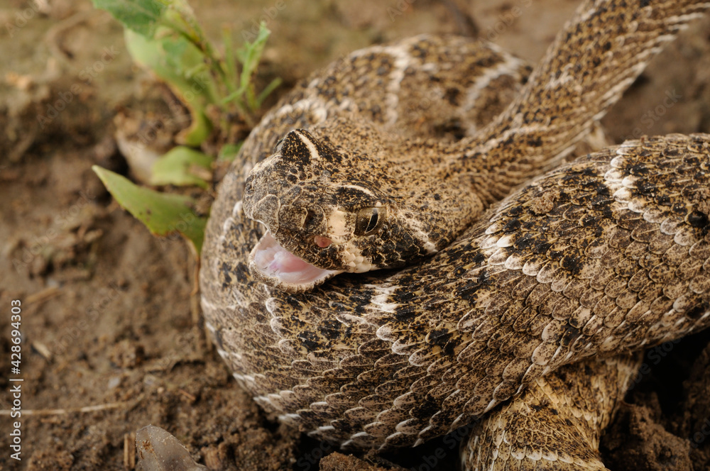 Fototapeta premium serpiente de cascabel