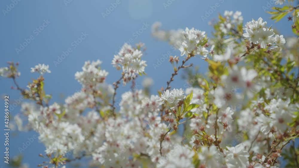wild plum tree flower bossoming to full bloom on a light blue background in spring, with stabilized camera. wild plum tree flower bossoming to full bloom on a light blue background in spring, with stabilized camera.