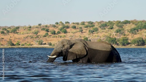 Rare sighting of Elephant crossing the mighty Zambezi river in Africa