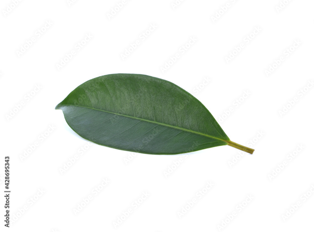 Fototapeta premium Miracle fruit isolated on a white background. Clipping path