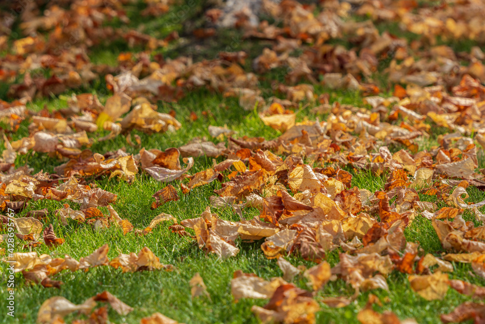 fallen leaves in a green grass fall season fallen leaves in a green grass fall season