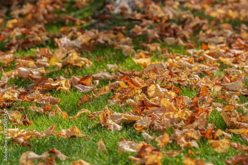 fallen leaves in a green grass fall season