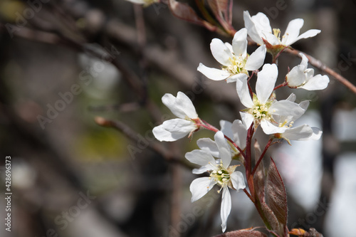 White flowers of an Amelanchier shrub in spring in Germany