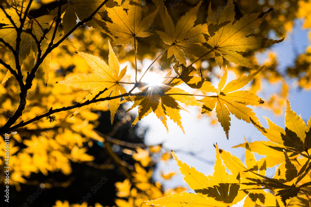 Looking up at sun shining through tree canopy with shallow focus - autumn theme Looking up at sun shining through tree canopy with shallow focus - autumn theme