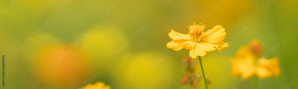 Closeup of yellow Cosmos flower under sunlight with copy space using as background natural plants landscape, ecology cover page concept. Closeup of yellow Cosmos flower under sunlight with copy space using as background natural plants landscape, ecology cover page concept.