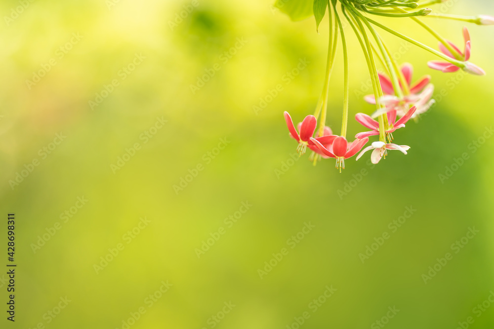 Closeup of red and pink flower on blurred green background using as background natural plants landscape, ecology wallpaper page concept. Closeup of red and pink flower on blurred green background using as background natural plants landscape, ecology wallpaper page concept.