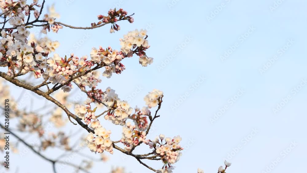 桜並木　青空　イメージ