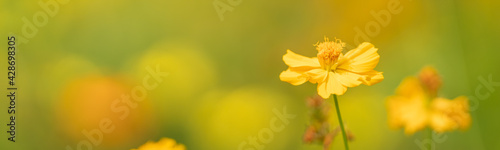 Closeup of yellow Cosmos flower under sunlight with copy space using as background natural plants landscape  ecology cover page concept.