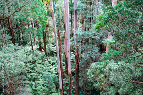 Tall eucalyptus trees rising high above ferns in Australian temperate rainforest photo