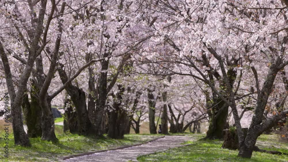 宮川堤の桜　桜吹雪　【三重県伊勢市】