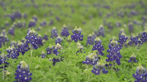 Texas Bluebonnets gently sway in a field outside Ennis, Texas.