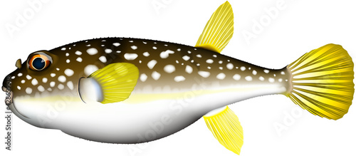 コモンフグ　イラスト　AI形式