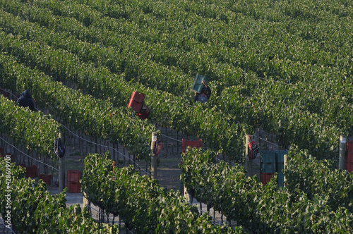 viñedo cosecha