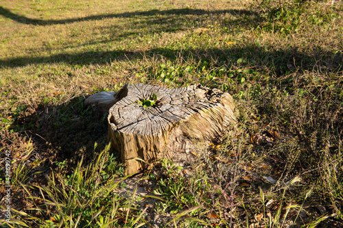 Old tree stump on green grass in the summer park.