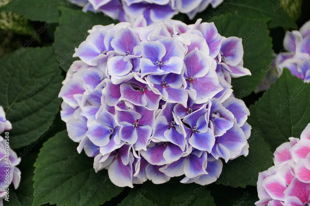 Beautiful blue flowers of Bigleaf Hydrangea 'Tivoli' Beautiful blue flowers of Bigleaf Hydrangea 'Tivoli'