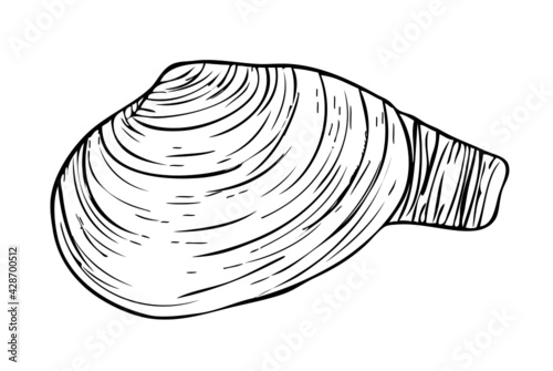 Open Clam / Mussel Clipart - Vector Drawing