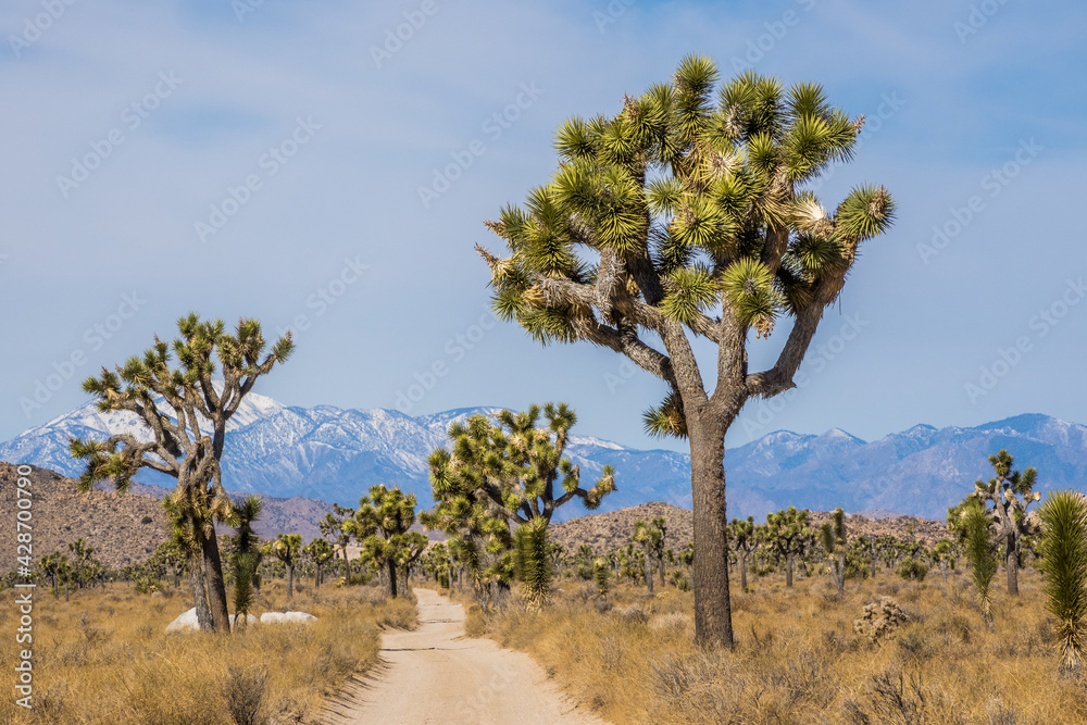 Landscape of Joshua Tree National Park in March