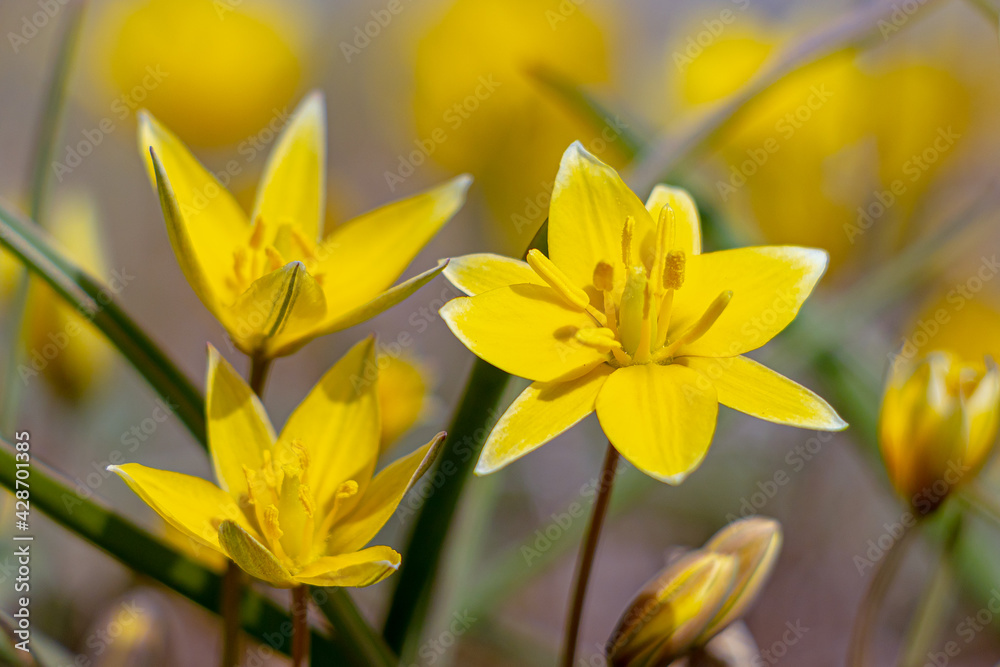 The first spring flowers. Yellow field tulips. Close-up. Soft focus The first spring flowers. Yellow field tulips. Close-up. Soft focus