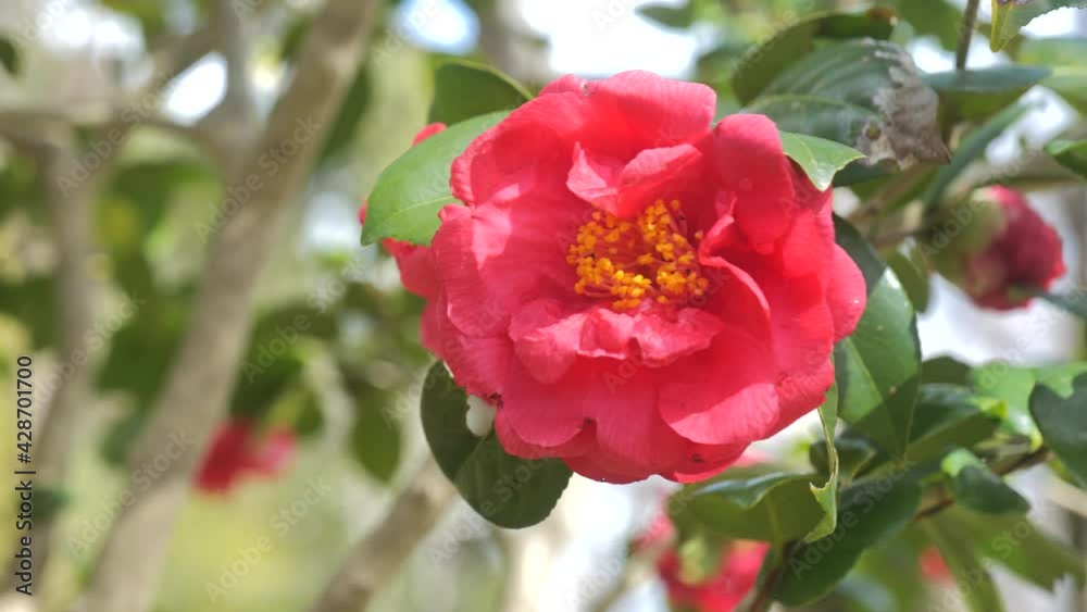 Red camellias in bloom in the forest. Red camellias in bloom in the forest.