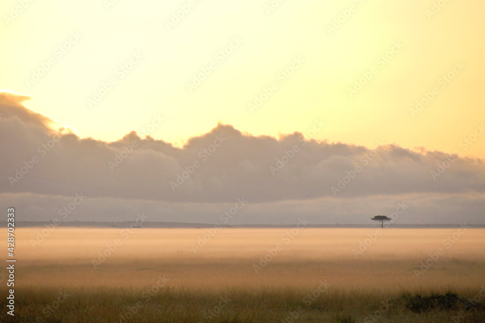 A lone tree dots the landscape as ground fog blankets the savanna at sunrise, Masai Mara Game Reserve, Kenya A lone tree dots the landscape as ground fog blankets the savanna at sunrise, Masai Mara Game Reserve, Kenya