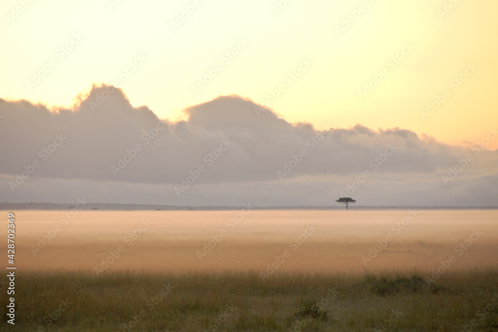 A lone tree dots the landscape as ground fog blankets the savanna at sunrise, Masai Mara Game Reserve, Kenya
