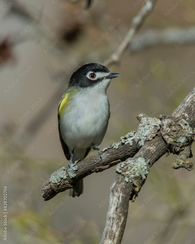 Fototapeta premium Black Capped Vireo