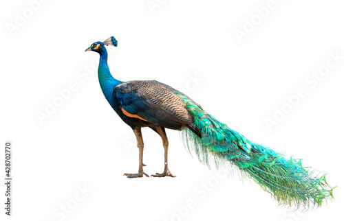Male Indian peacock on a white background.