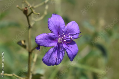 Pleroma (Melastomataceae) 