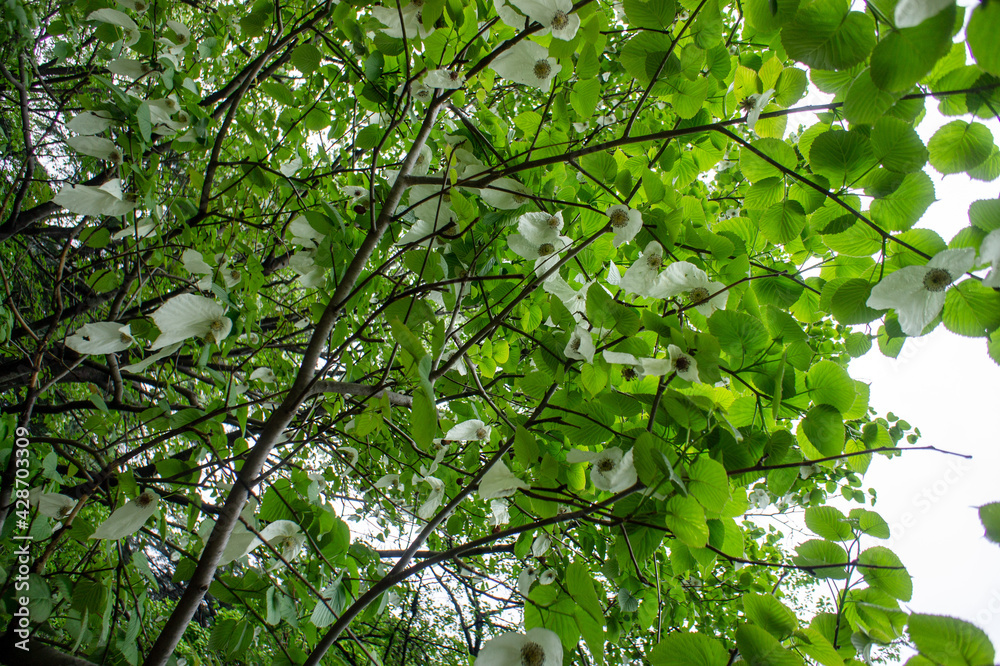 handkerchief tree with flower, flower,tree,white flower,
nature,ハンカチの木