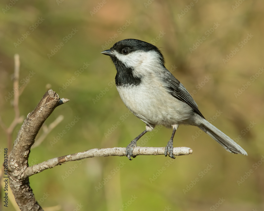 Naklejka premium Carolina Chickadee