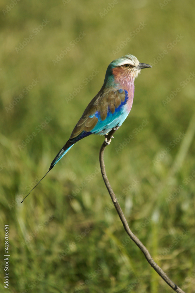 Lilac-breasted roller perched on twig, Masai Mara Game Reserve, Kenya Lilac-breasted roller perched on twig, Masai Mara Game Reserve, Kenya