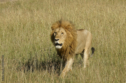 Male lion walking in long grass  Masai Mara Game Reserve  Kenya