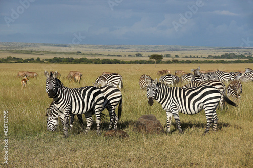 Burchell s  common  plains  zebras  topis  impala  and gazelles on the grasslands of the Masai Mara Game Reserve  Kenya