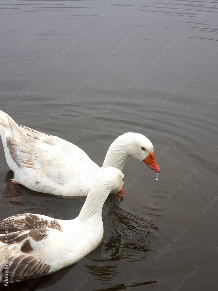 beautiful white ducks with orange beak