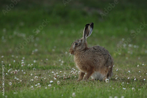 rabbit in the grass © M. & S.-N. Petersen