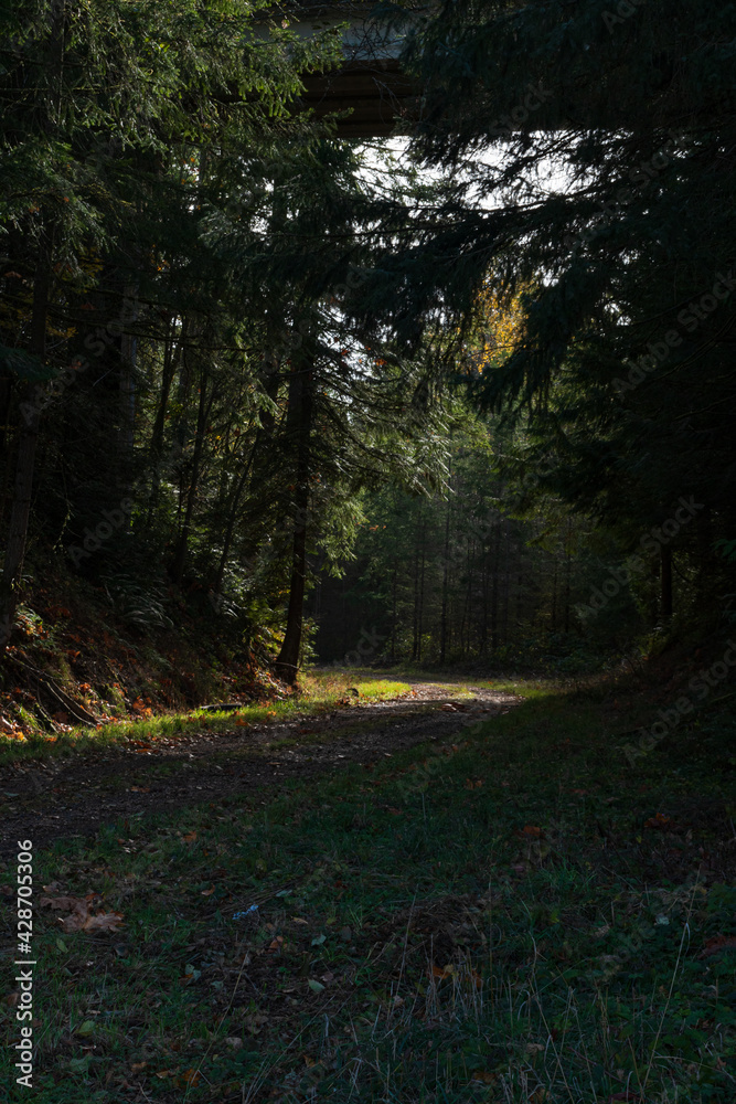 Obraz premium autumn in the forest