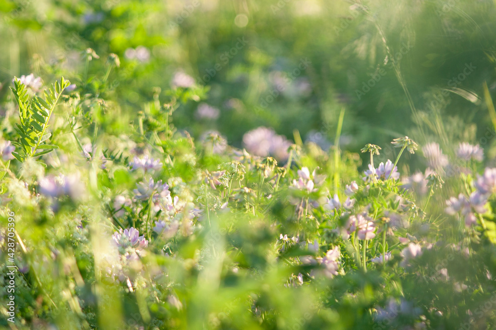 Beautiful green grass and flowers on field at summer day at sunlight. Green meadow fresh springtime landscape, nobody, tranquil scene Beautiful green grass and flowers on field at summer day at sunlight. Green meadow fresh springtime landscape, nobody, tranquil scene