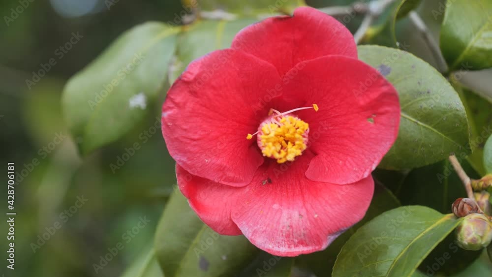 Red camellias in bloom in the forest. Red camellias in bloom in the forest.