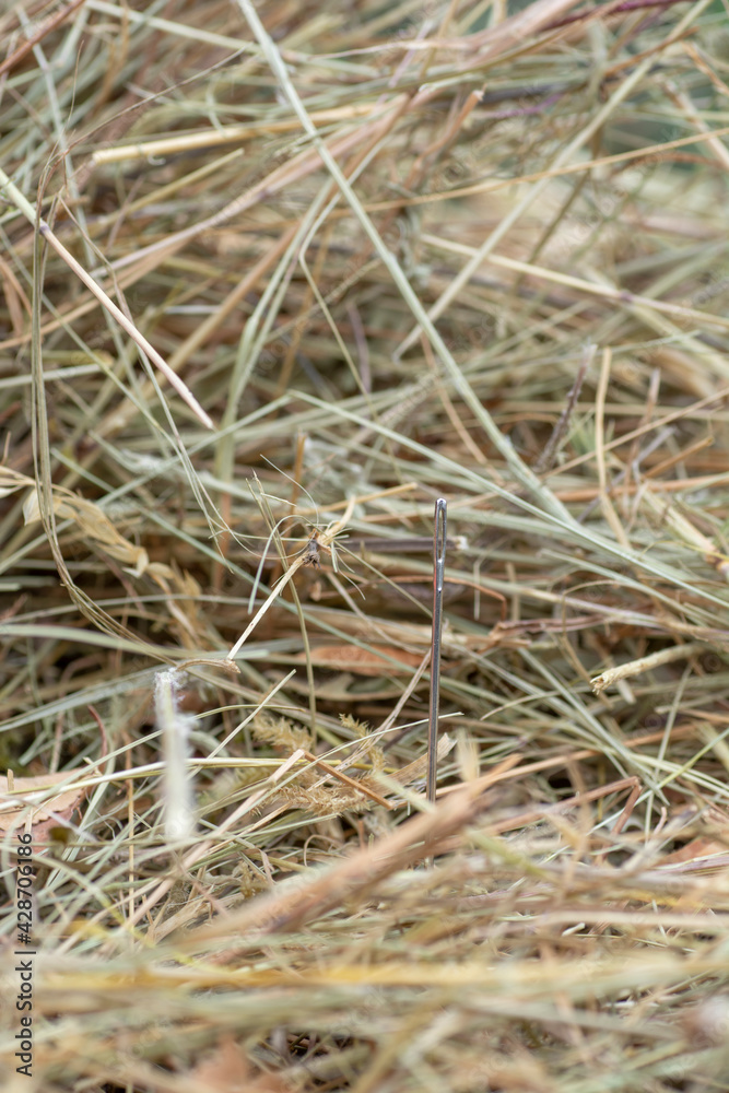 Needle in a haystack close-up. Detail. Macro. Selective focus. Needle in a haystack close-up. Detail. Macro. Selective focus.