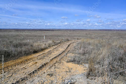 Country road in the steppes  cows  bushes  grass and cloudy sky. Spring.