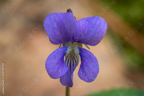 Closeup of the bloom of a Common Blue Violet (Viola sororia). Raleigh, North Carolina. photo